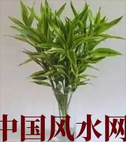 果洛十二生肖养什么植物最旺财运？你知道吗！